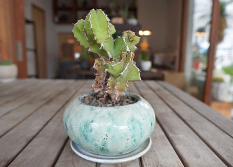 ユーフォルビア　クーペリー　Euphorbia Cooperi