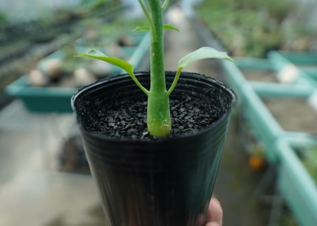 アデニア　グラウカ　Adenia glauca  No.3