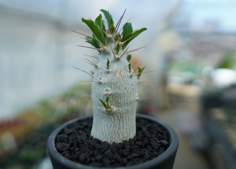 パキポディウム　サンデルシー パキポディウム サンデルシー Pachypodium 発根済 (ps-001