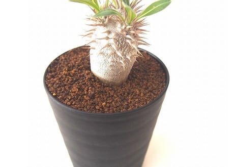 パキポディウム ロスラーツム　 Pachypodium rosulatum no.2