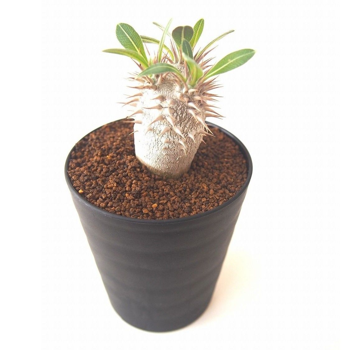 パキポディウム ロスラーツム Pachypodium rosulatum no.2 | ma