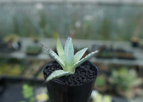 アガベ　屈原の舞扇 Agave 'Kutsugen no Maiougi'   No.3
