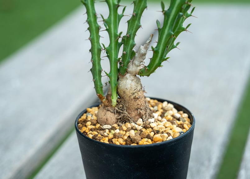 ユーフォルビア クンチー | mana's farm:塊根植物・アガベ・ドライ