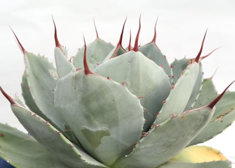 Agave parryi var truncata Huntington