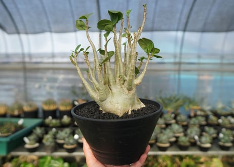 アデニウム　Adenium　No.9