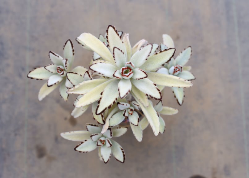 カランコエ 月兎耳 | mana's farm:塊根植物・アガベ・ドライガーデン