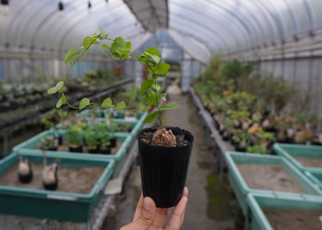 亀甲竜　Dioscorea elephantipes No.1