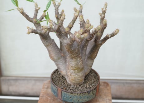 Pachypodium makayense
