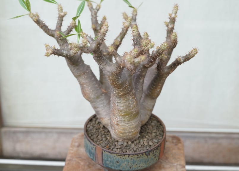 現品限り】パキポディウム・マカイエンセ【H28】 Pachypodium