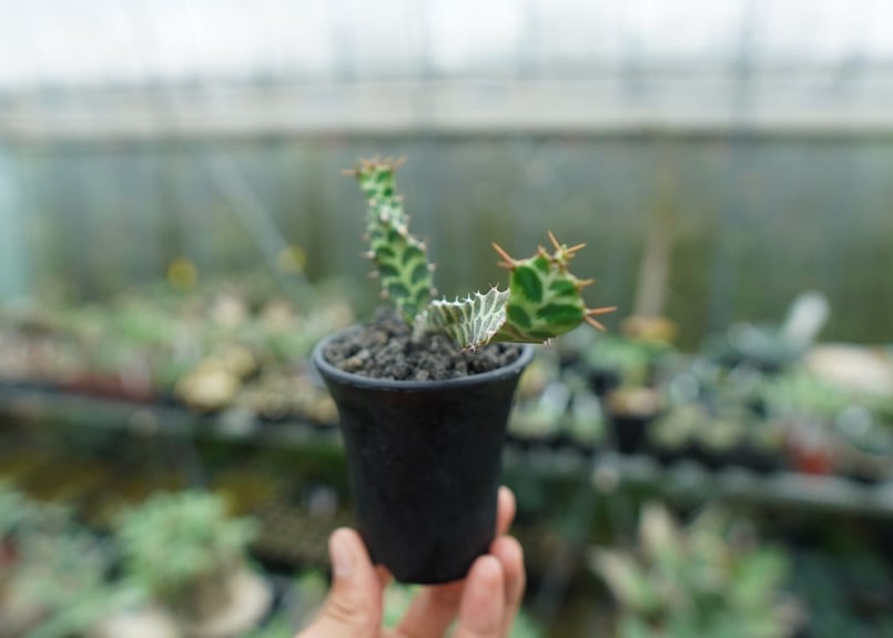 ユーフォルビア　ペルシステンス　2株 ユーフォルビア ペルシステンス 2株 | 塊根植物・コーデックス