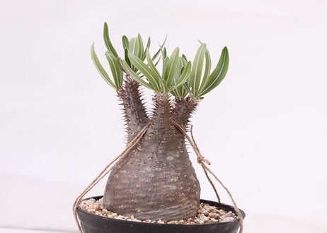 Pachypodium Gracilius パキポディウム  グラキリス  未発根  no. ７