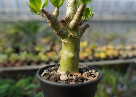 チレコドン　パニキュラータス　Tylecodon paniculatus