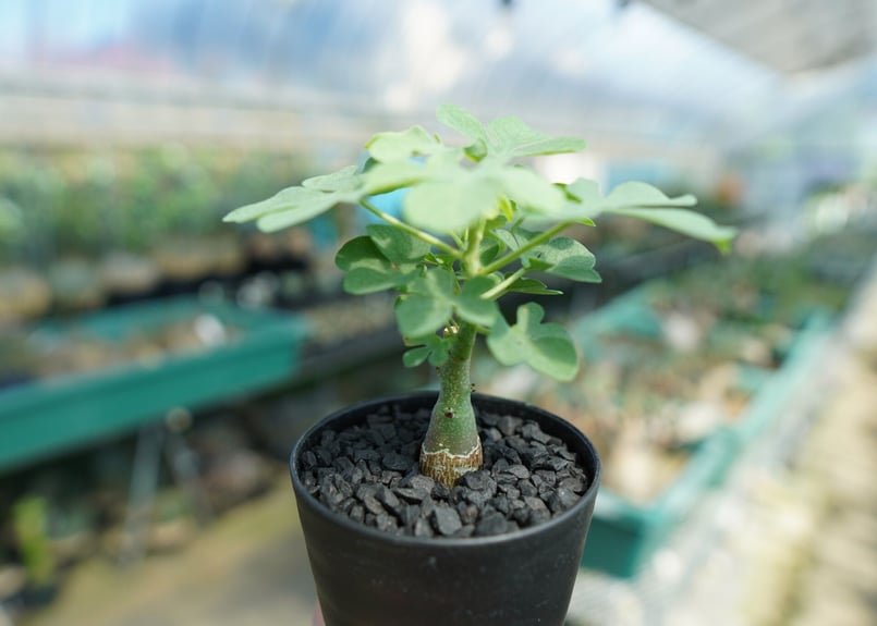 アデニア グラウカ Adenia Glauca No.1 | mana's farm:塊根植物