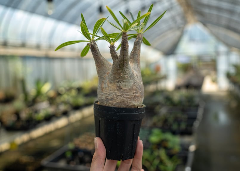 パキポディウム グラキリス No.7 | mana's farm:塊根植物・アガベ