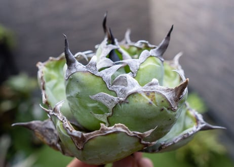 Agave B&B A NO.4