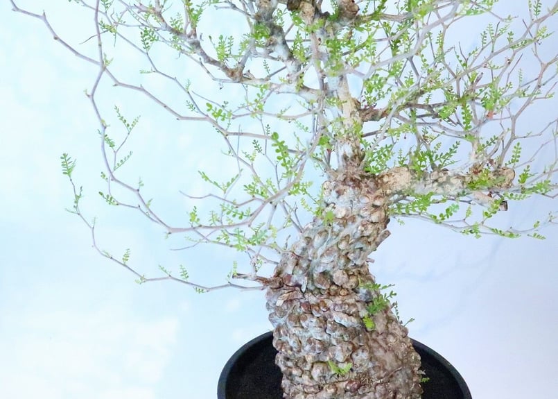 オペルクリカリア パキプス no.5 | mana's farm:塊根植物・アガベ