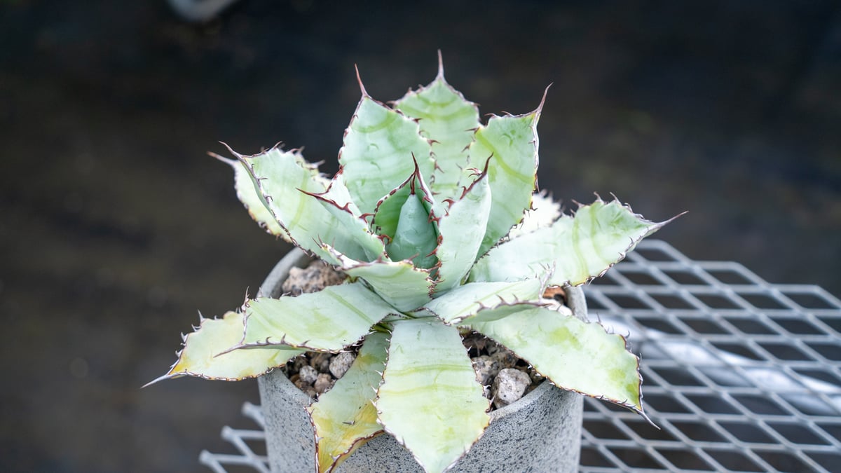 希少）アガベ・グアダラハラナ 美株 コンパクト 【公式通販】