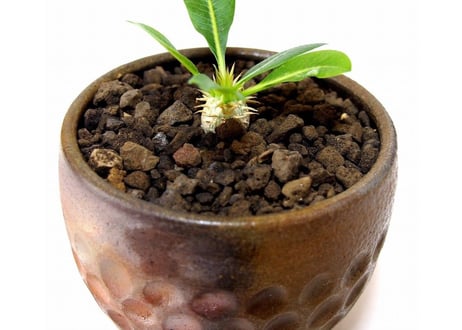 パキポディウム エブレネウム　Pachypodium eburneum