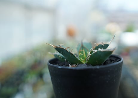 アガベ　チタノタ　FO-76　Agave titanota  FO-76　No.11