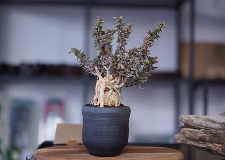 Euphorbia　beharensis