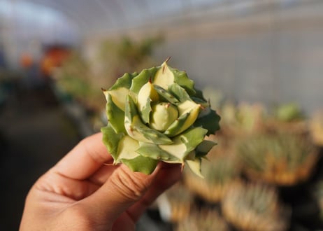 agave 王妃雷神黄中斑 NO.5