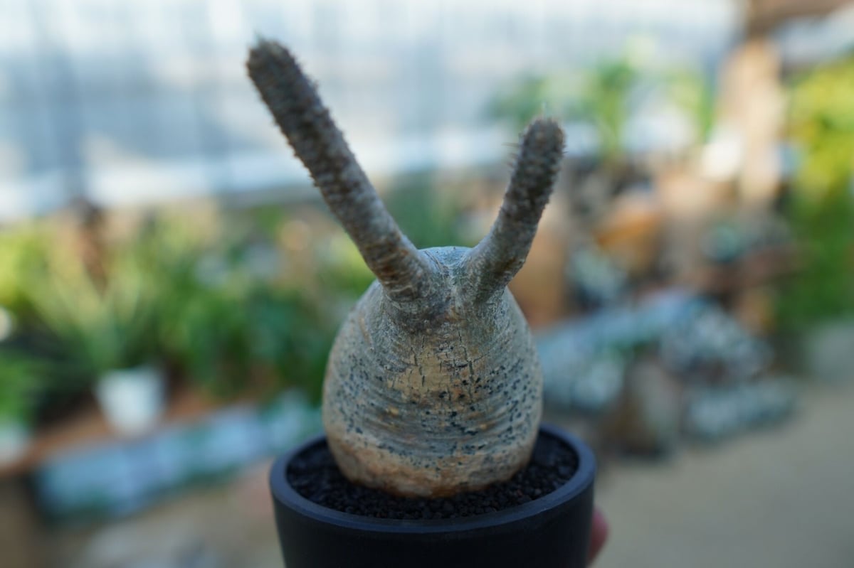 未発根】パキポディウム グラキリス Pachypodium Gracilius No.3