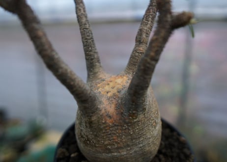 パキポディウム　グラキリス　Pachypodium  Gracilius No.4