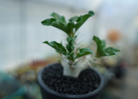 パキポディウム　サンデルシー　Pachypodeium saundersii  No.4