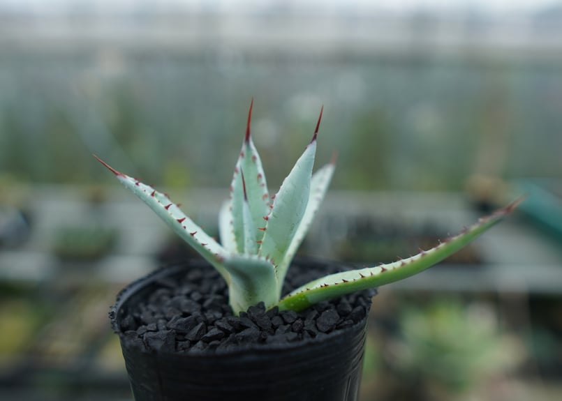 アガベ　屈原の舞扇錦　カキコ アガベ 屈原の舞扇錦 子株 アガベ【屈原の舞錦】 アガベ屈原の舞扇錦