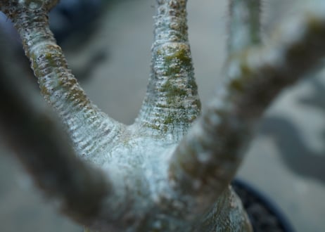 パキポディウム　グラキリス　 Pachypodium Gracilius