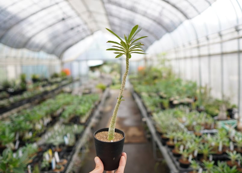 超希少！】一株のみ！ドルステニア ギガス | mana's farm:塊根