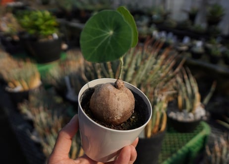 ステファニア　エレクタ　Stephania erecta　NO.2