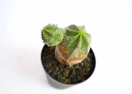 ユーフォルビア　オベサ　梵天