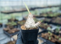 【大株】パキポディウムラモスム 国内実生 塊根植物 サボテン 大株】パキポディウムラモスム 国内実生 塊根植物 サボテン
