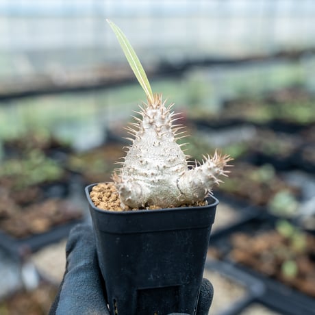 パキポディウム | STORES