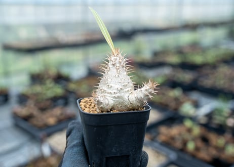 CATEGORY コーデックス | mana's farm:塊根植物・アガベ・ドライ