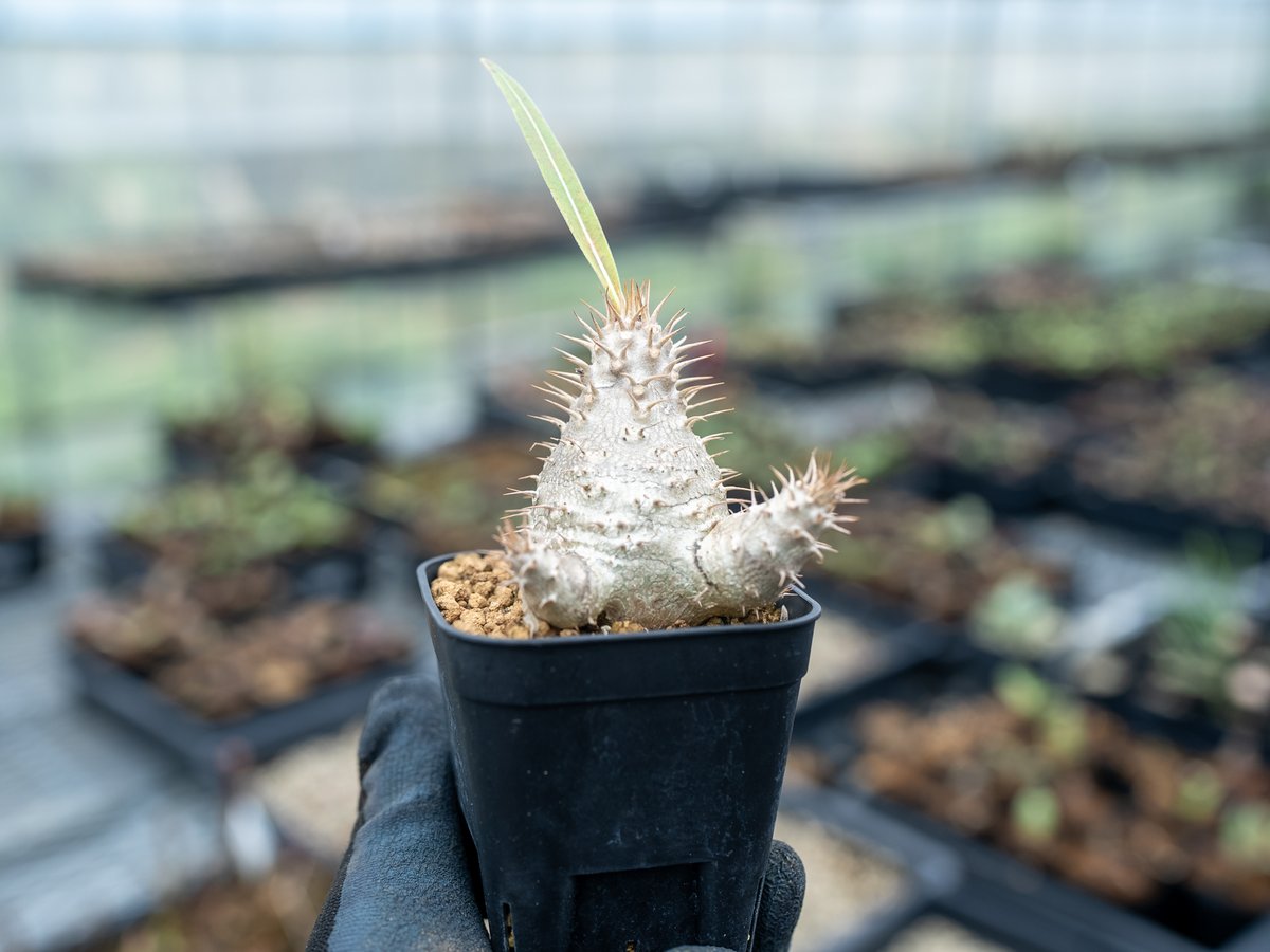 パキポディウム グラキリス 沖縄実生 | mana's farm:塊根植物・アガベ