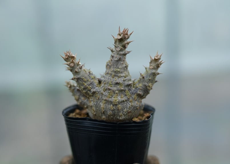 パキポディウム ウィンゾリー 沖縄実生 No.9 [2026/02/12] | mana's