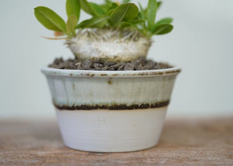 Pachypodium brevicaule