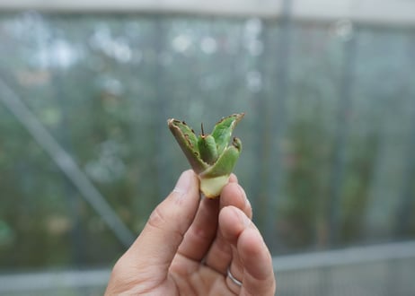【抜き苗】アガベ　チタノタ　白鯨 from台湾　Agave titanota White whale  No.2