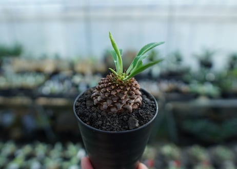 ユーフォルビア　鉄甲丸　Euphorbia bupleurifolia