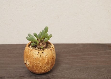 オトンナ クラビフォリア Othonna clavifolia no.3