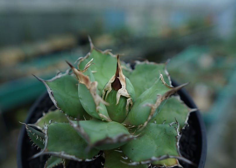 アガベ チタノタ 烈焔 Agave titanota 