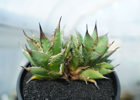 アガベ　チタノタ　剣竜　Agave titanota Kenryu　No.2