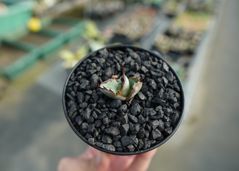 アガベ チタノタ ブラックアンドブルー Agave titanota black and