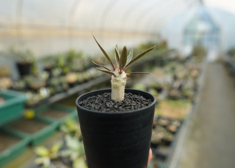 パキポディウム　グラキリス　 Pachypodium Gracilius  No.4