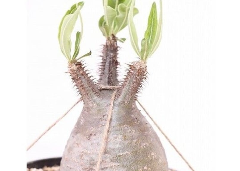 パキポディウム グラキリス Pachypodium gracilius ④ 種子】パキポディウム・グラキリス 現地株 自家2025 10s