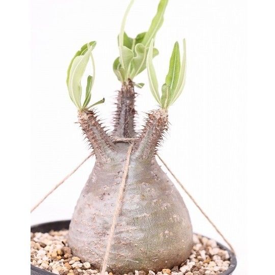 Pachypodium Gracilius パキポディウム グラキリス 未発根 no.4