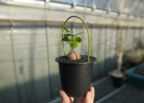 亀甲竜　Dioscorea elephantipes No.1