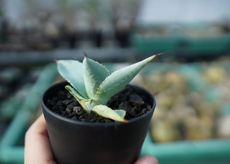 アガベ　ドラゴントゥース　Agave dragontoes　A14